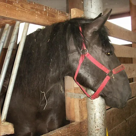Woelflbauer Saalbach-Hinterglemm