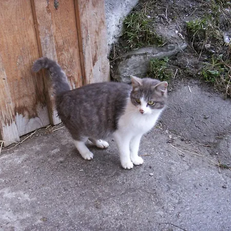 Woelflbauer Oda ve Kahvaltı